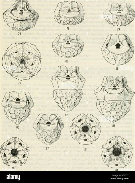 Image result for Cebntroid Triangle