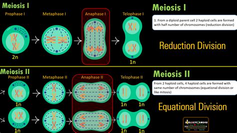 8 Difference between Meiosis I and Meiosis II (Meiosis I vs II)