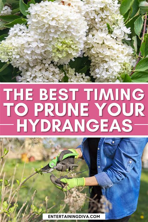 Pruning Hydrangea Seemannii at Daniel Parish blog