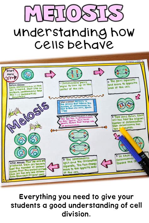 Image result for Cell Division Process