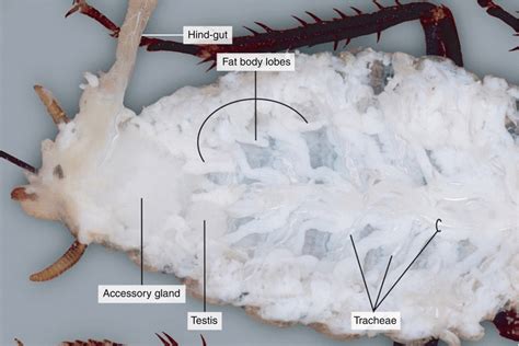 Dissection of Cockroach 的图像结果