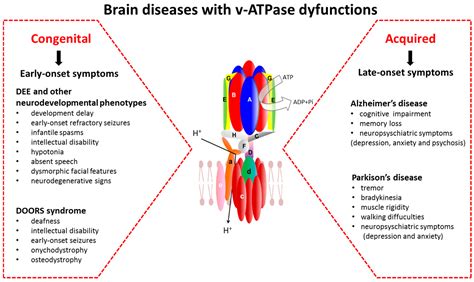 V-ATPase Dysfunction in the Brain: Genetic Insights and Therapeutic ...