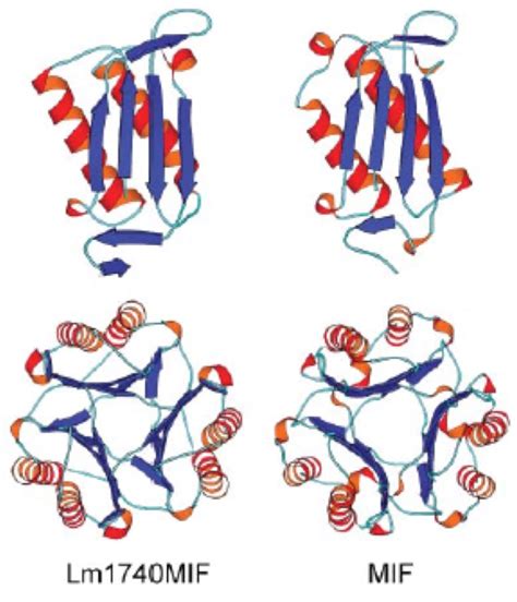 Role of Host and Parasite MIF Cytokines during Leishmania Infection