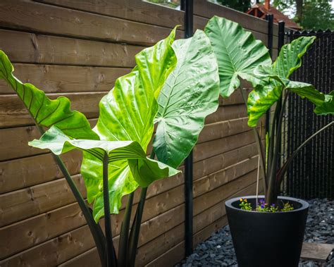 Elephant Ears Indoor Plant