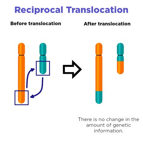 Translocation (Chromosome Mutation) — Definition & Impact - Expii
