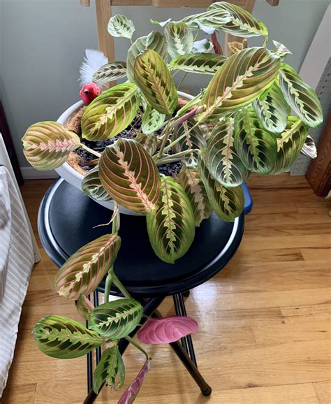 Prayer Plant Propagation