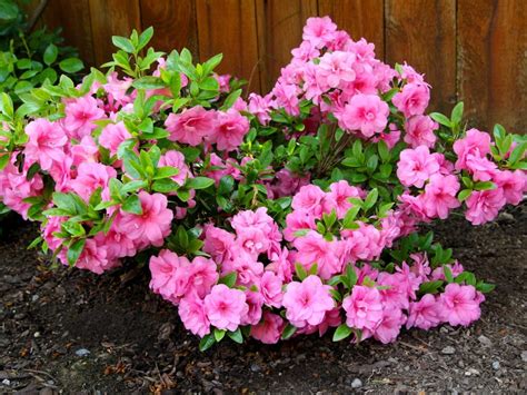 Common Azalea Problems: Azalea Diseases & Azalea Plant Pests