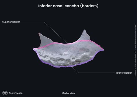 Inferior nasal concha | Anatomy.app