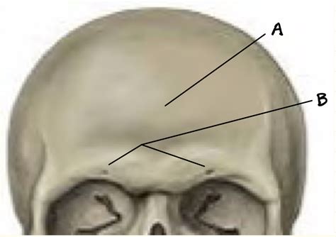 Image result for Frontal Bone Function