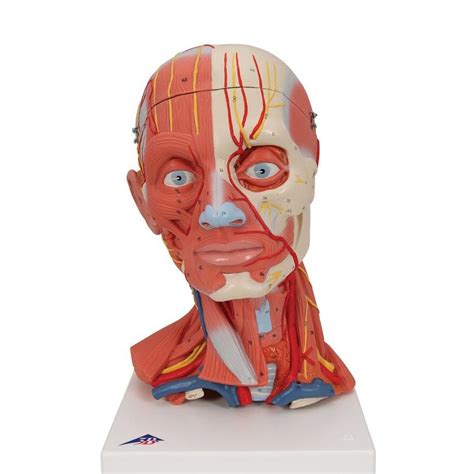 Muscle Head Model Computer Graphics Simulation 的图像结果