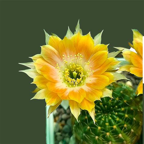 Lobivia varieties – Samarth Cactus Nursery