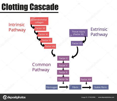 Clotting Cascade Label Diagram Faktor Koagulasi Darah Vektor Ilustrasi ...
