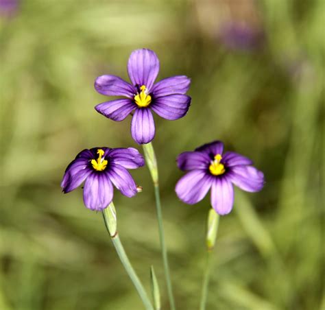SNEAK A PEEK: Little Purple Flowers