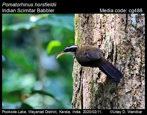 Pomatorhinus horsfieldii Sykes, 1832 - Indian Scimitar Babbler | Birds