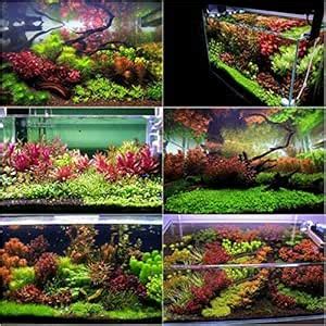 Vajra seeds Aquarium Mixed Plants 100 Seeds and Random Aquatic Water ...