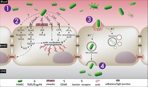 Lifecycle diagram of neonatal meningitis E. coli in human brain tissue. Original view.n (2 ...