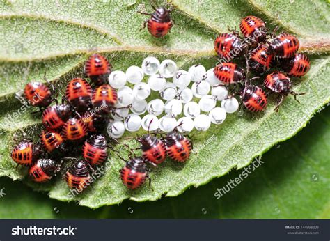 Ladybug Larvae And Eggs Of The Shell Stock Photo 144998209 : Shutterstock