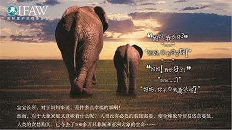保护大象英语海报,大象英语,英语海报图片_大山谷图库