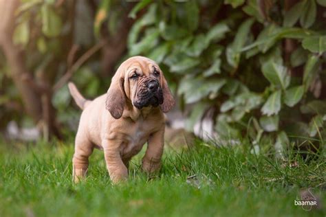 Bloodhound Welpen reinrassig mit Papiere keine Inzucht Inzest ...