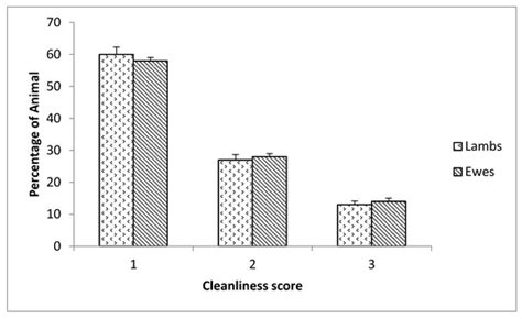 Assessment of Meat-Type Sheep Welfare Using Animal-Based Measures