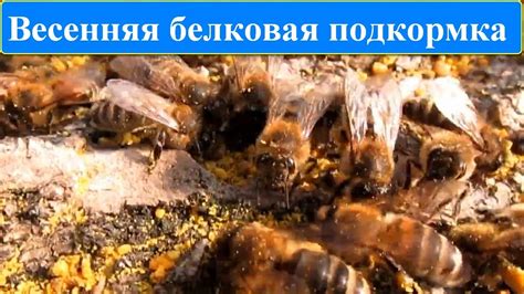 БЕЛКОВАЯ ПОДКОРМКА ПЧЕЛ ВЕСНОЙ / БДЖІЛЬНИЦТВО / ПЧЕЛОВОДСТВО - YouTube
