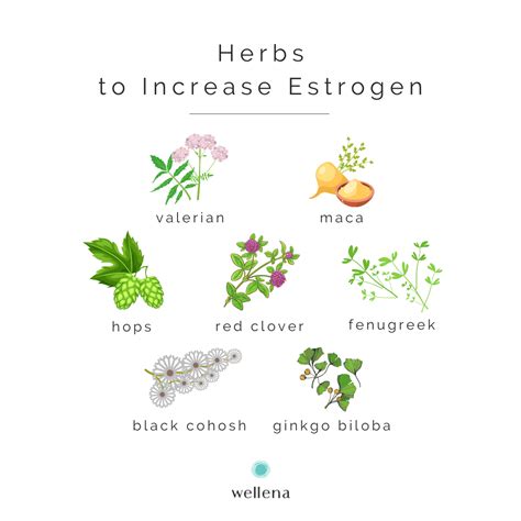 8 herbs to balance female hormones – Artofit