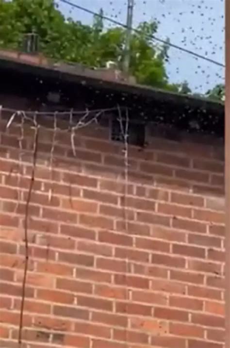 Home Attacked By Swarm Of Wasps