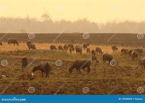 A group of buffalo stock photo. Image of lakes, swarm - 13940298