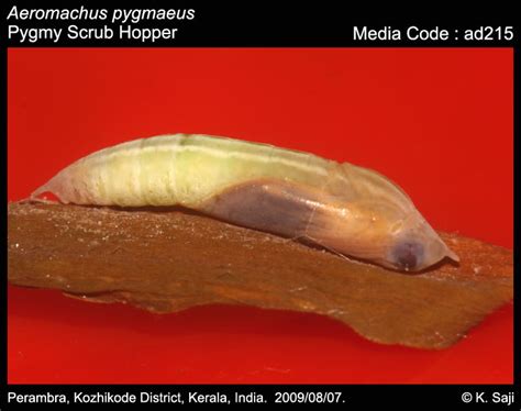 Aeromachus pygmaeus | Butterfly