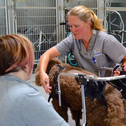 Rocky Mountain Veterinary Neurology Office Photos