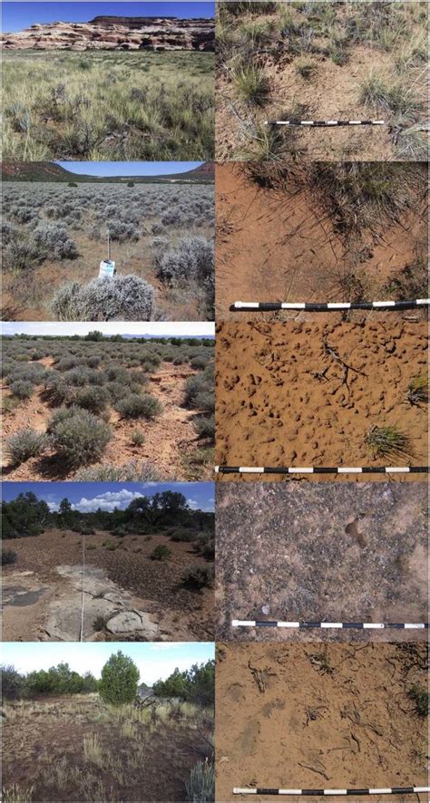 Plant Community 的图像结果