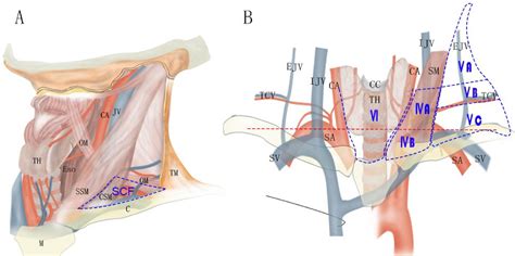 Frontiers | Supraclavicular lymph node metastasis in esophageal ...