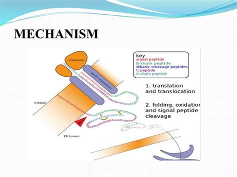 Image result for Post-translational regulation Post-translational Modification