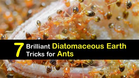 Ant Control - Smart Diatomaceous Earth Uses for Ants