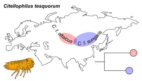 Genetic Evidence of an Isolation Barrier between Flea Subspecies of ...