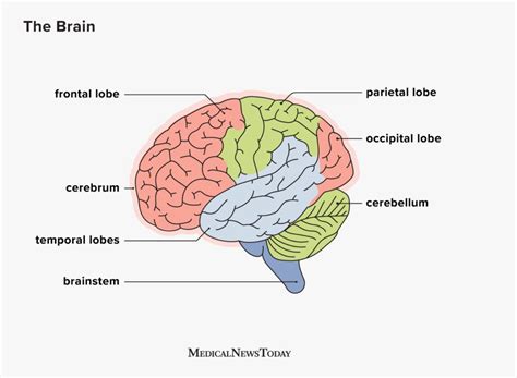 Brain Function 的图像结果