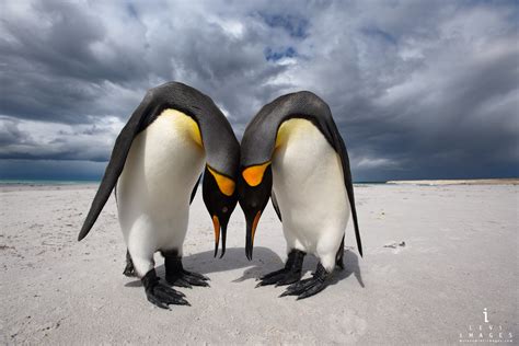 Emperor Penguin Mating