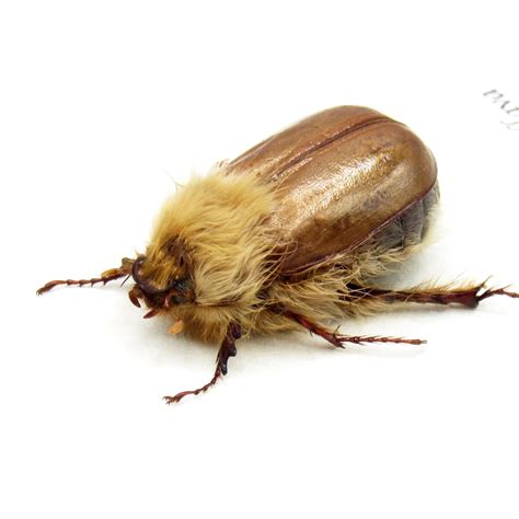 Rare Woolly Leaf Chafer Beetle Framed Specimen - Sparrmannia Flava - Etsy