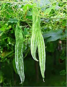 TRICONE High Yield Hybrid Rare Long chichinda Snake Gourd Vegetable 110 ...