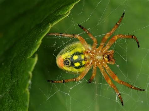 Galerie » Tapety na monitor 1024x768