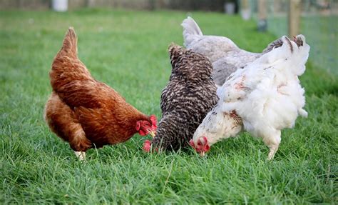 Juicio contra un vecino de Llanes por intoxicar las gallinas de su ...