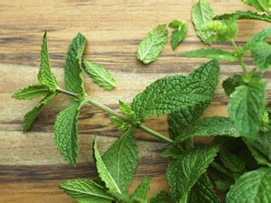 Cloud Farm Mint Plant Price in India - Buy Cloud Farm Mint Plant online ...