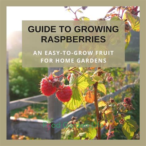 Guide: Growing Raspberries (high yield, NO fuss fruit) — Food Garden Life: Edible Garden ... - can you grow raspberries in a pot