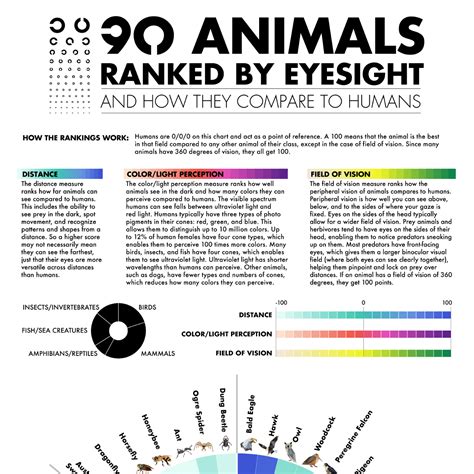 Human Night Vision Compared To Animals at Lorene Caplan blog