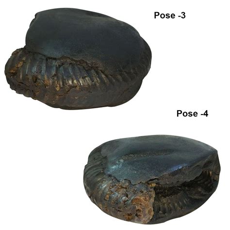 Narsimha Narayan Shaligram Shila Stone