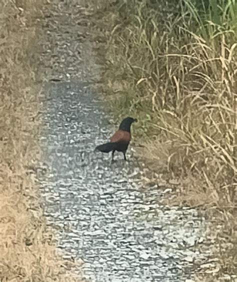 hello, any bird watching enthusiasts here? Nak confirm, is this burung greater coucal like ...