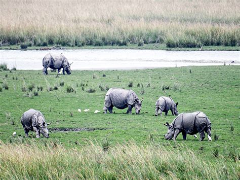 Nepal's Rhino census becomes uncertain with suspension of USAID