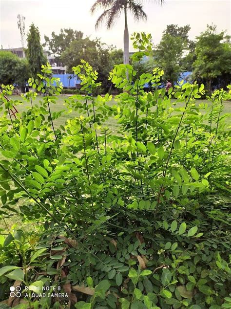 Image result for Redmi Note 8 Camera Review