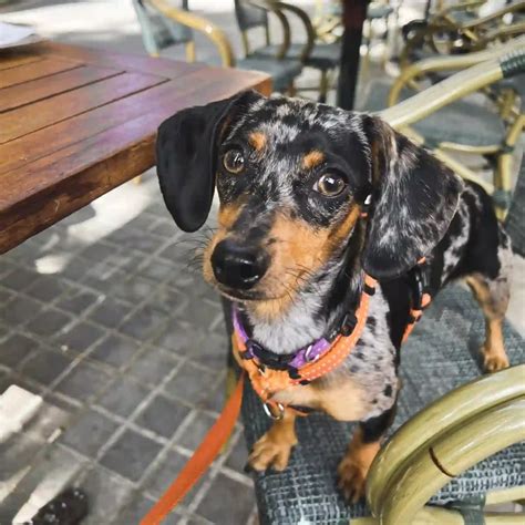 The Ultimate Free Printable Dog Sitter Checklist | The Green Pet Project