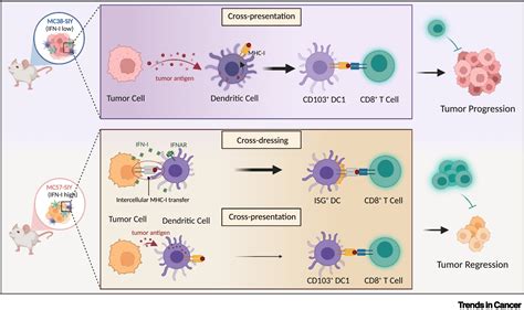 Cross Presentation Immunology